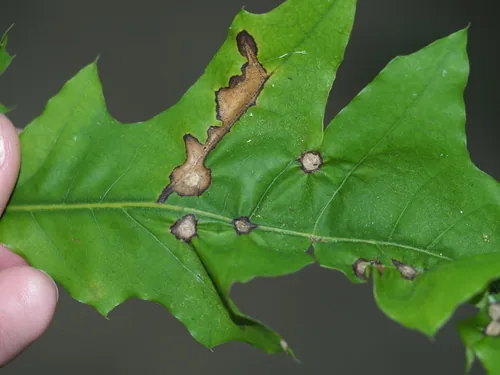 Anthracnose