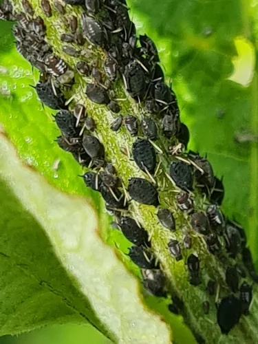 Bean Aphid