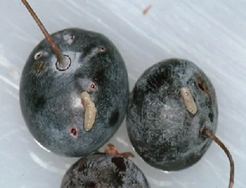 Blueberry Maggot