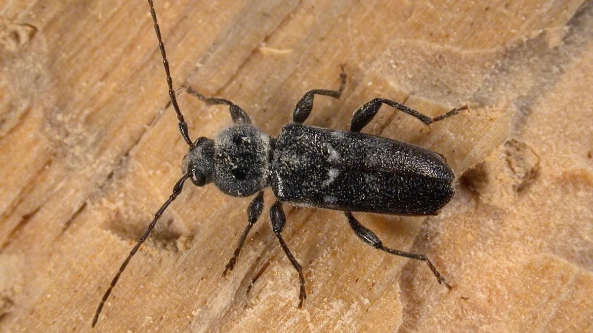 Borers