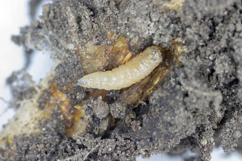 Cabbage Root Maggots