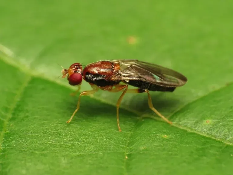 Carrot Rust Fly