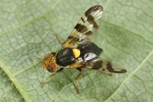 Cherry Fruit Fly