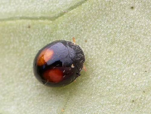 Citrus Whitefly