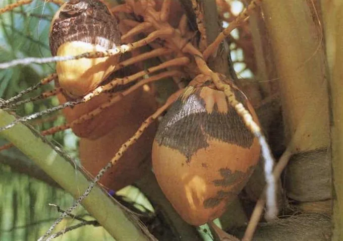Coconut Mite