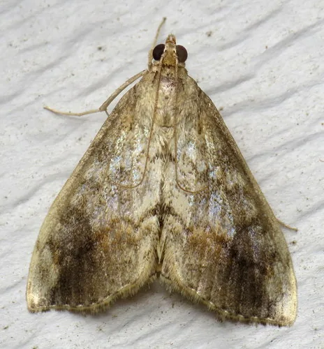 Cross-striped Cabbageworm