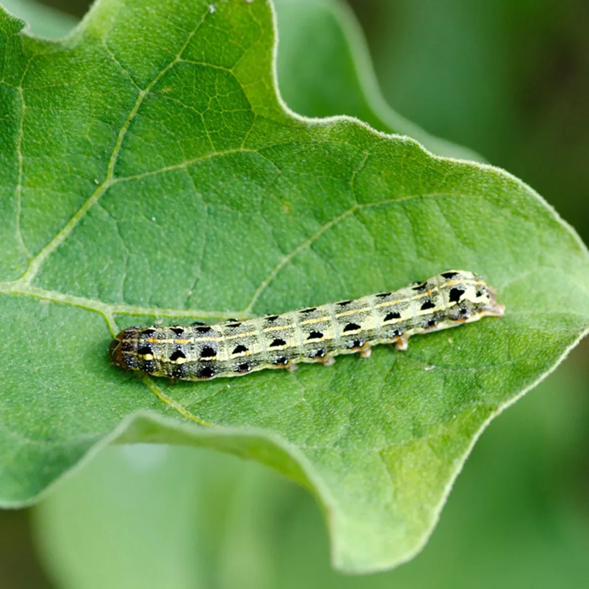 Cutworms