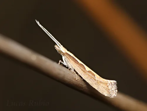 Diamondback Moth