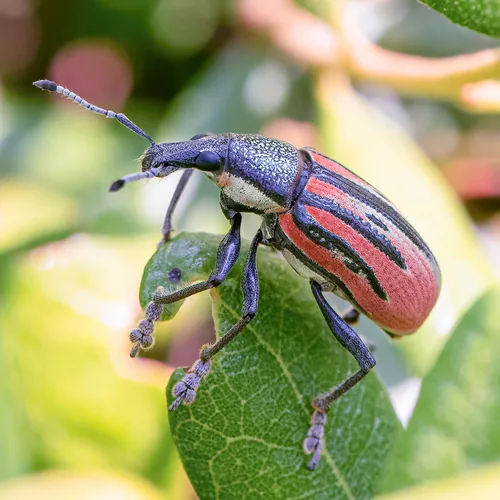 Diaprepes Root Weevil