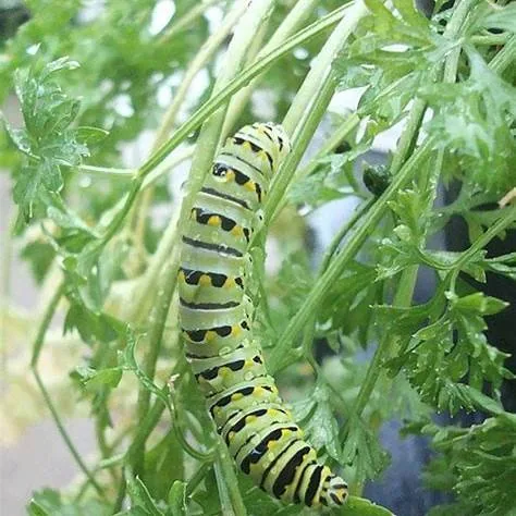 Dill Worms