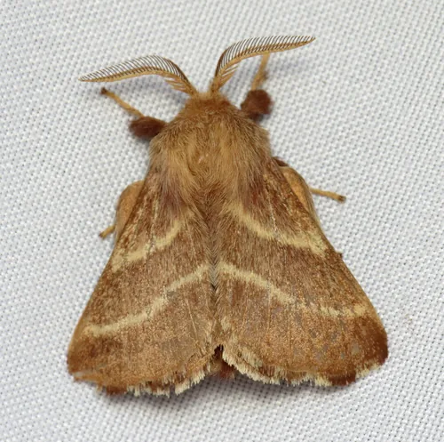 Eastern Tent Caterpillar