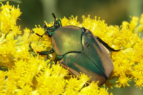 Fig Beetle