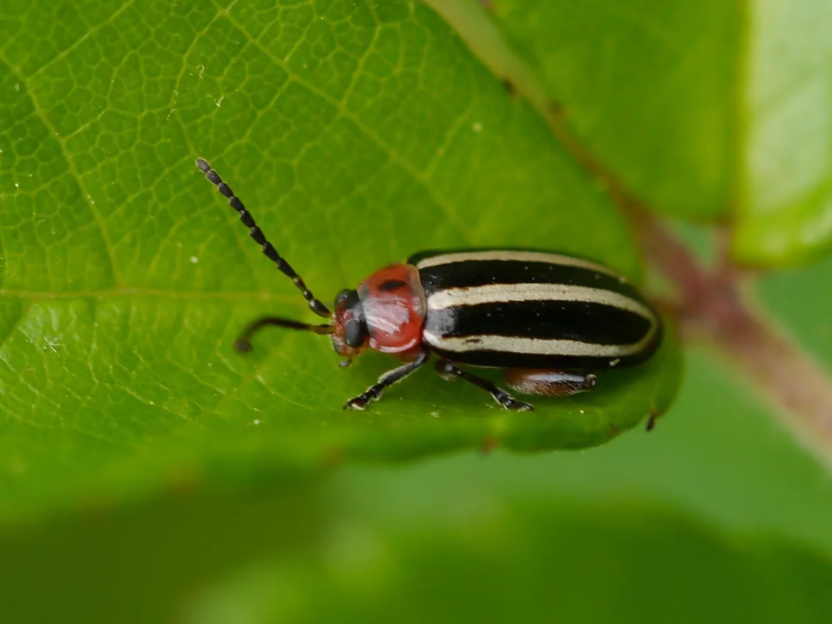 Flea Beetles