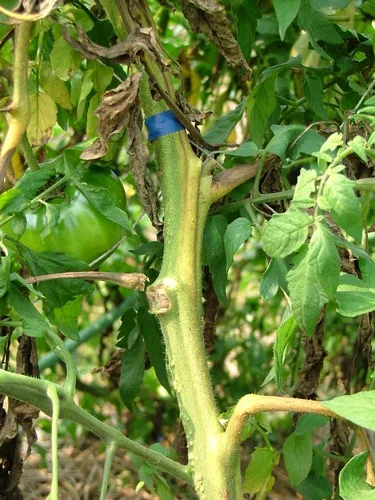 Fusarium Wilt
