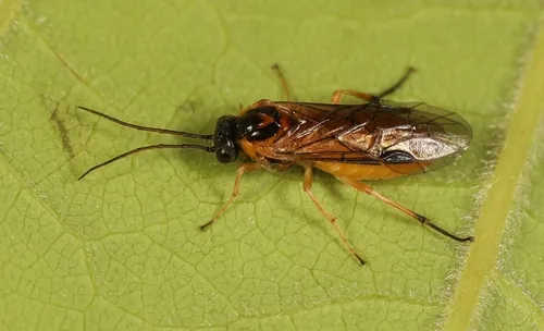Gooseberry Sawfly