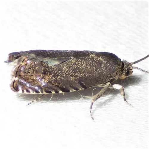 Hickory Shuckworm