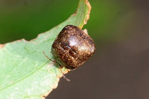 Kudzu Bug