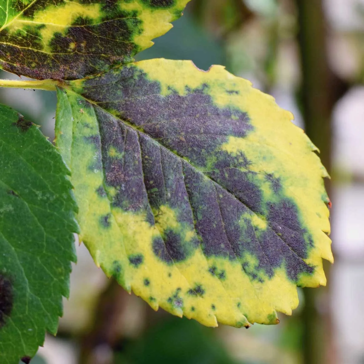 Leaf Blight