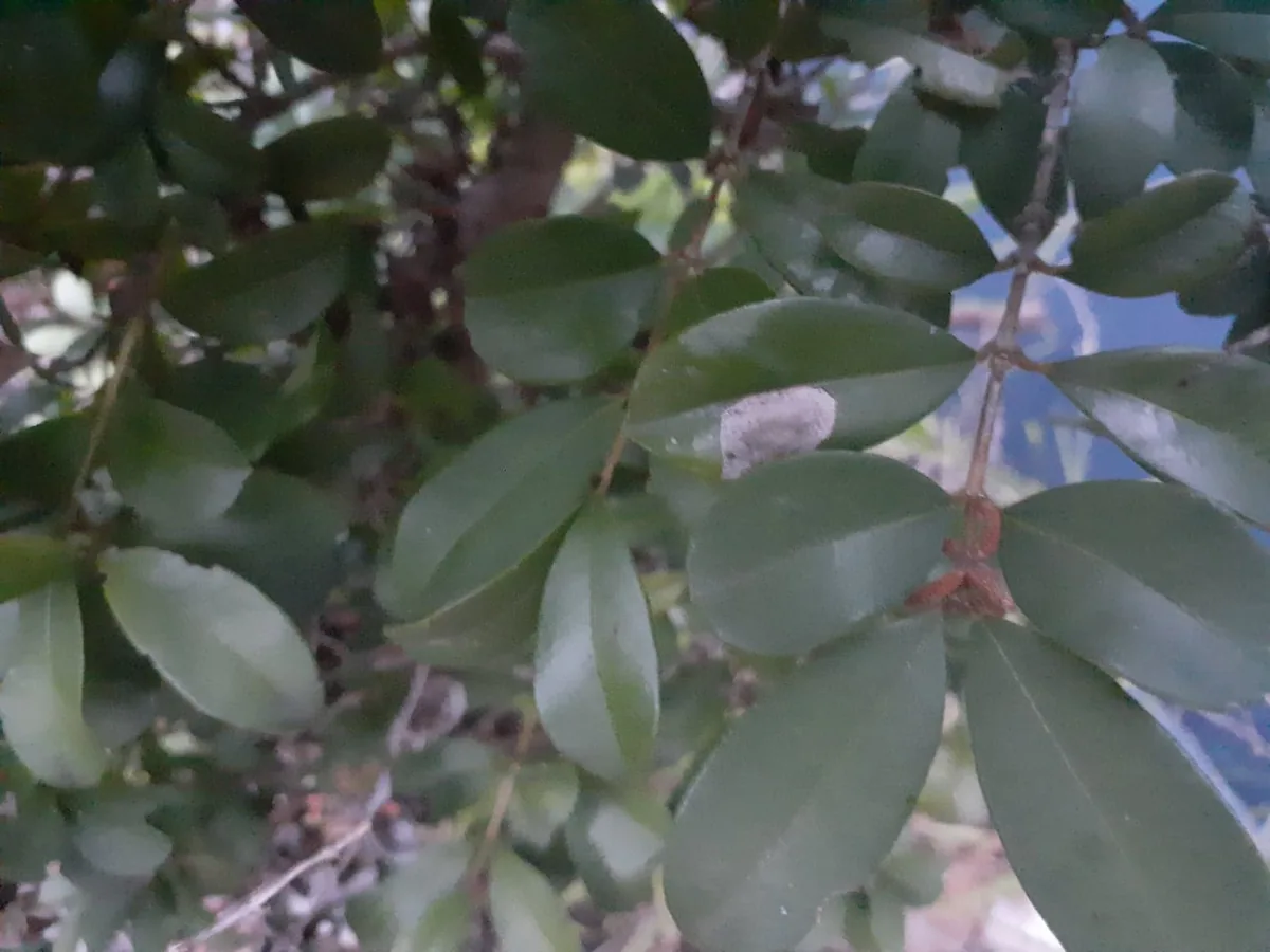 Leaf Spot
