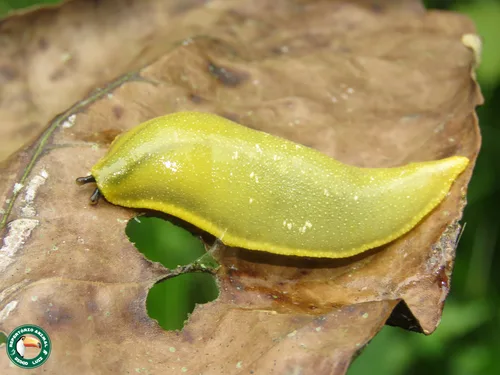 Leatherleaf slug