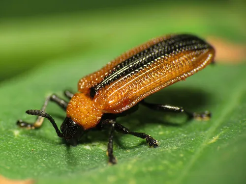 Locust Leaf Miner