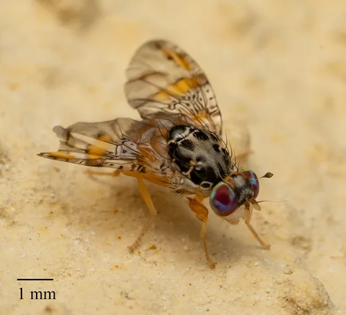 Mediterranean Fruit Fly