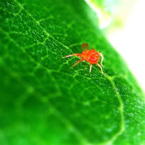 Mites