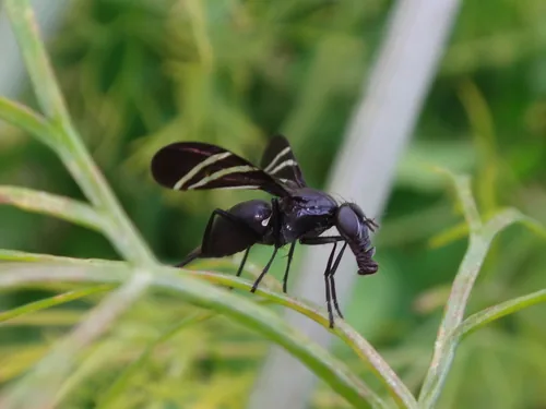 Onion Fly