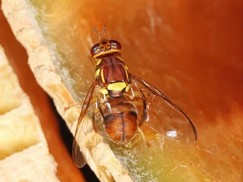 Oriental Fruit Fly