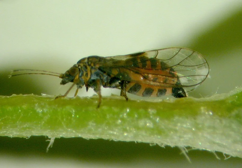 Pear Psylla
