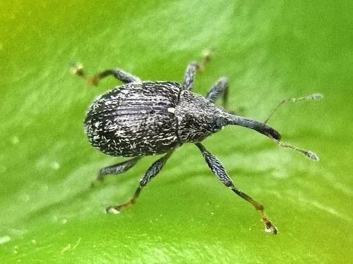 Pepper Weevil