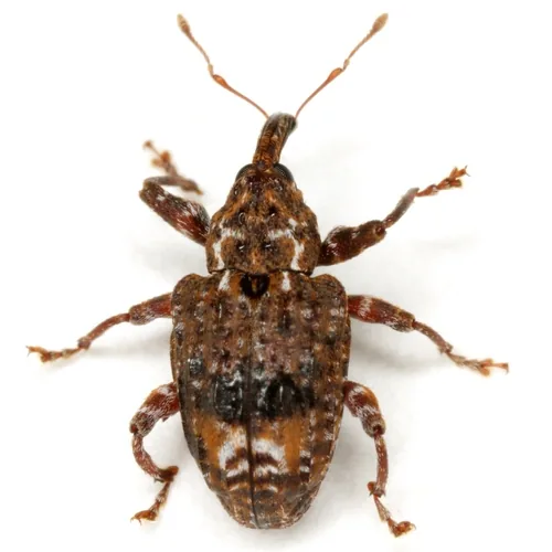 Plum Curculio