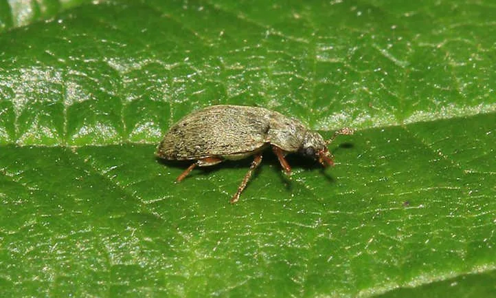 Raspberry Beetle