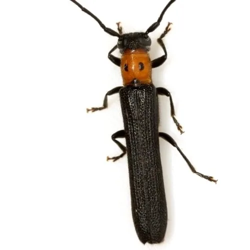 Raspberry Cane Borer