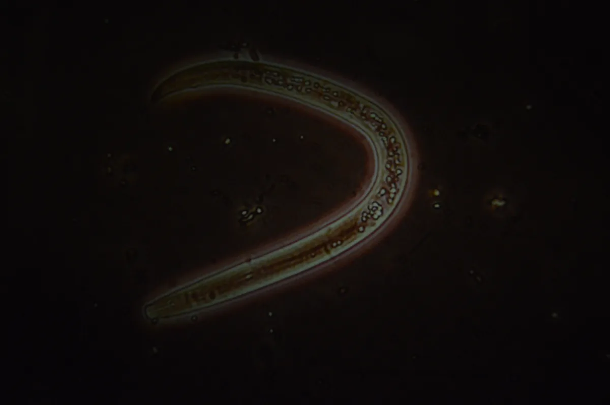 Reniform Nematode