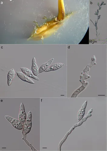 Rice Blast Fungus