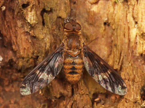 Shore Fly