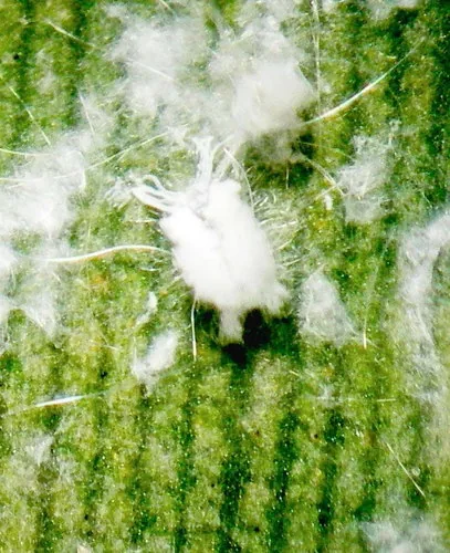 Spiraling Whitefly