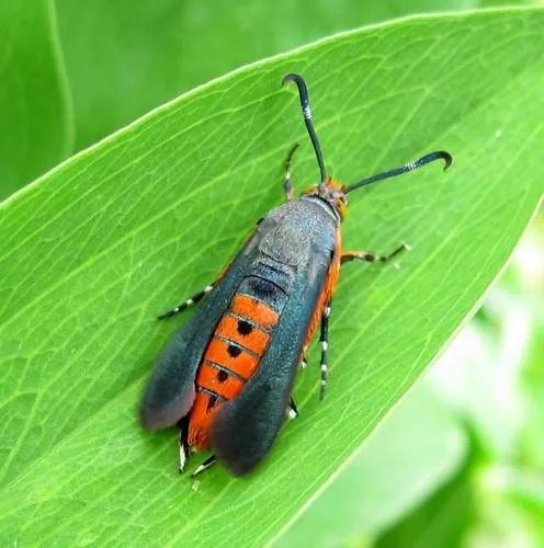 Squash Vine Borer