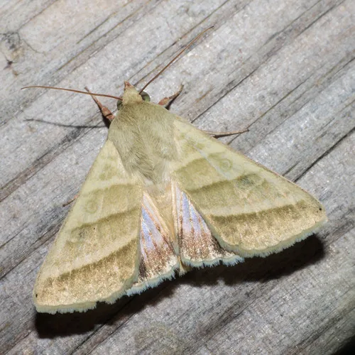 Tobacco Budworm