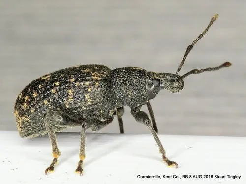 Vine Weevil