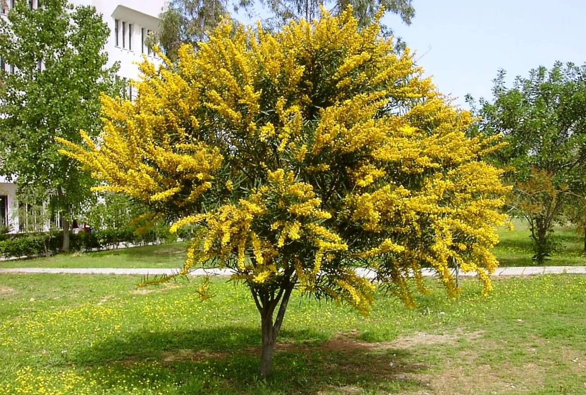 Acacia