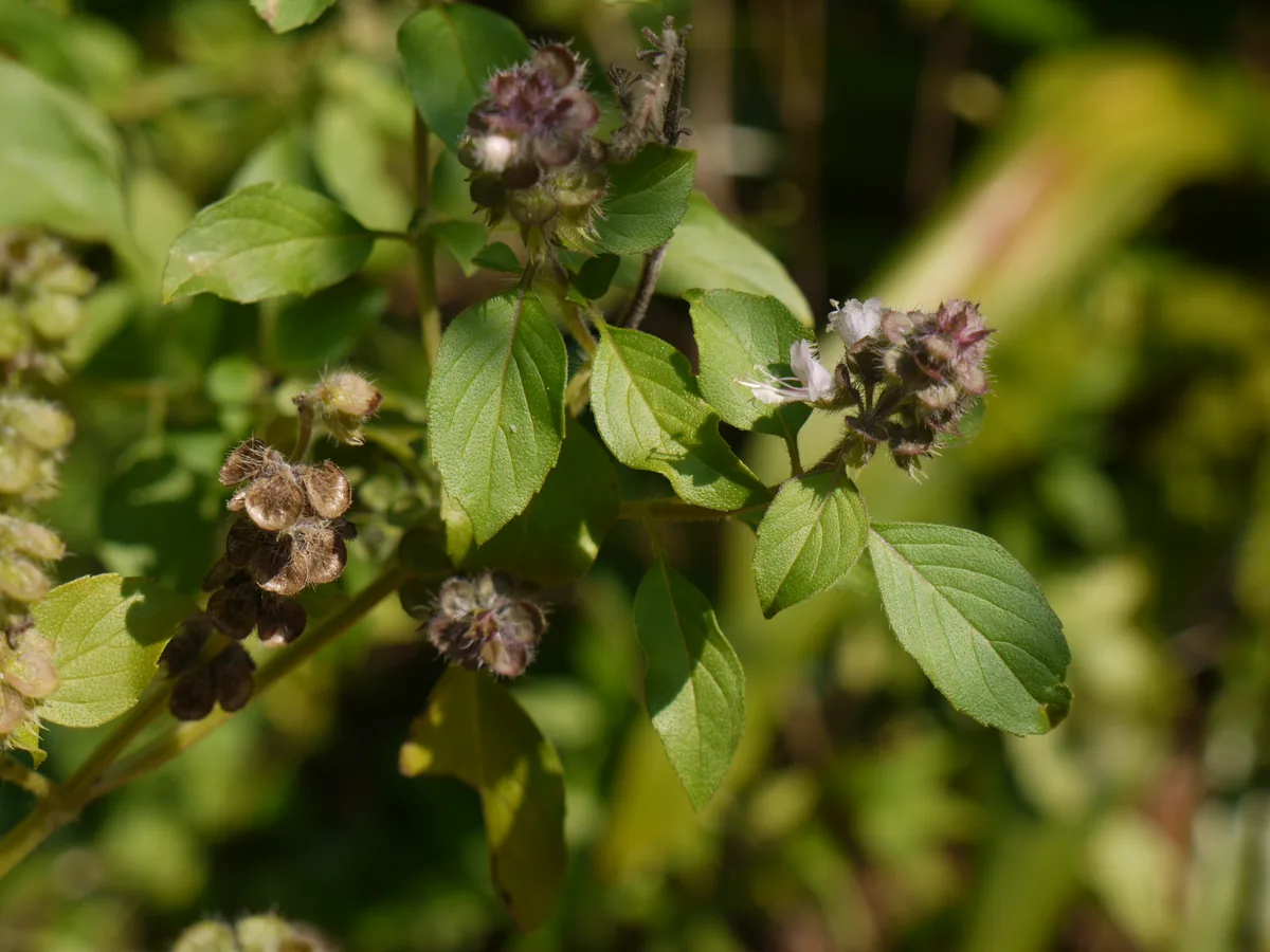 African Blue Basil