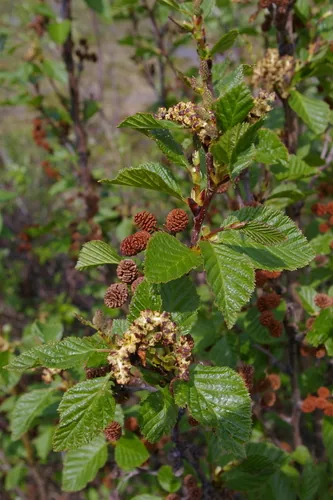 Alder