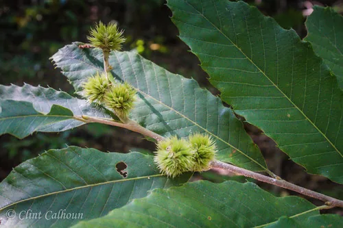 Allegheny Chinquapin