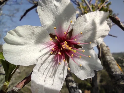 Almond Tree