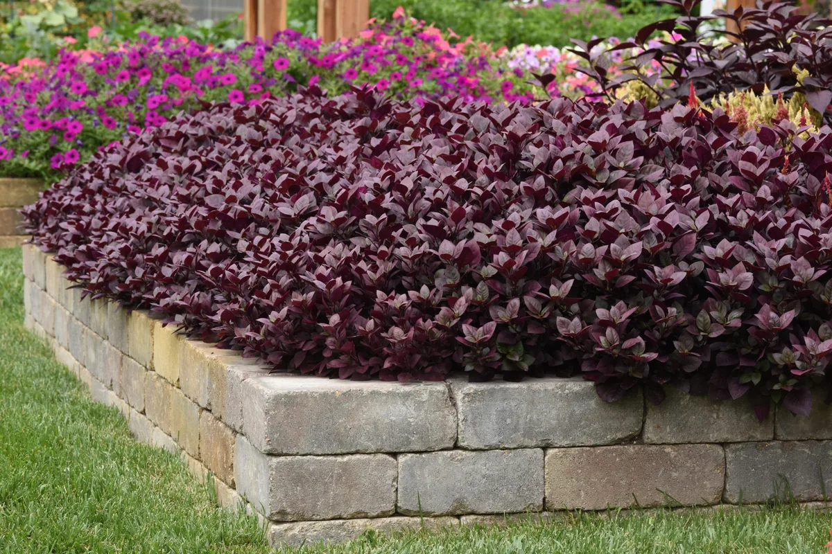 Alternanthera