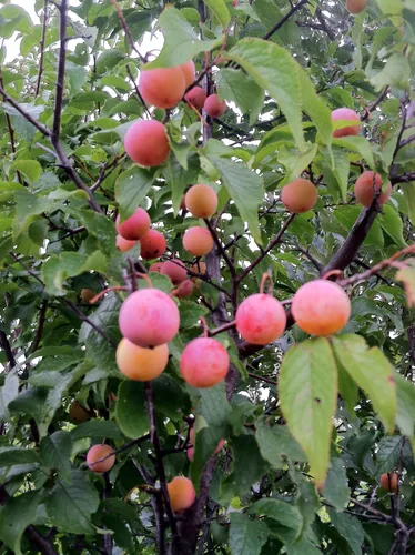 American Beauty Plum