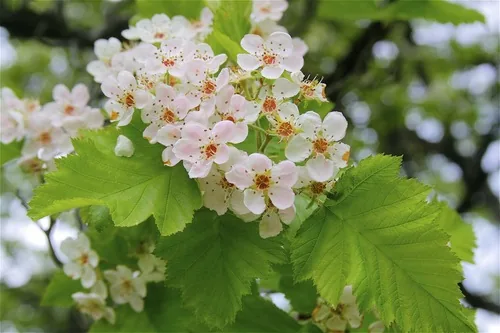 American Hawthorn