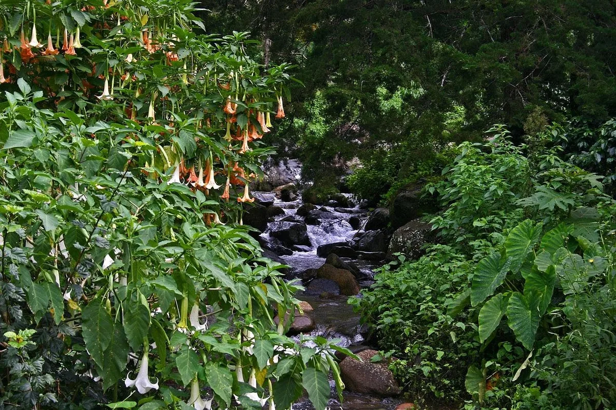Angel's Trumpet